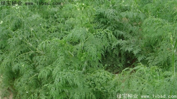 <a href='http://njszjj.com/yaocaizhongzi/2360.html' target='_blank'>南沙</a><a href='http://njszjj.com/' target='_blank'>種子</a>
