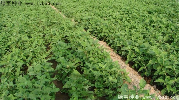 <a href='http://njszjj.com/yaocaizhongzi/2361.html' target='_blank'>牛夕子</a><a href='http://njszjj.com/' target='_blank'>種子</a>