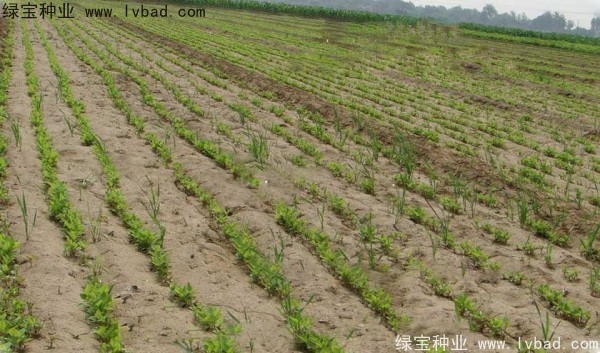 <a href='http://njszjj.com/yaocaizhongzi/2361.html' target='_blank'>牛夕子種子</a>