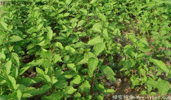 牛夕子<a href='http://njszjj.com/' target='_blank'>種子</a>