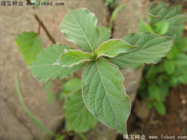 <a href='http://njszjj.com/yaocaizhongzi/2362.html' target='_blank'>牛膝種子</a>