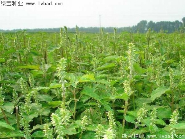 <a href='http://njszjj.com/yaocaizhongzi/2362.html' target='_blank'>牛膝種子</a>