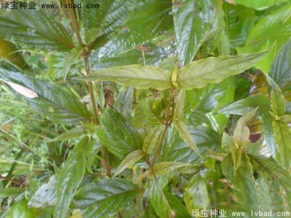 牛膝<a href='http://njszjj.com/' target='_blank'>種子</a>