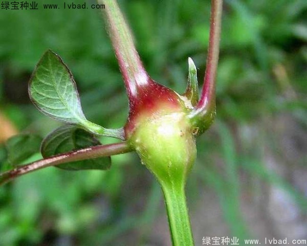 <a href='http://njszjj.com/yaocaizhongzi/2362.html' target='_blank'>牛膝種子</a>