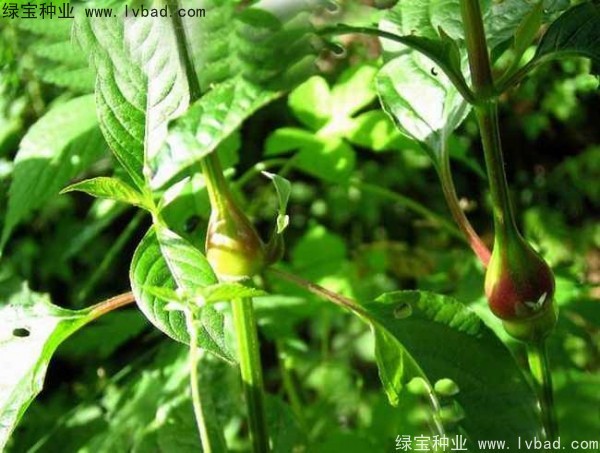 牛膝<a href='http://njszjj.com/' target='_blank'>種子</a>