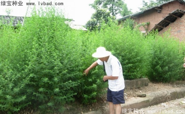 青蒿<a href='http://njszjj.com/' target='_blank'>種子</a>