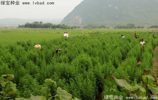 青蒿<a href='http://njszjj.com/' target='_blank'>種子</a>