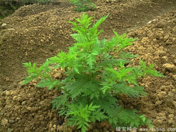 青蒿<a href='http://njszjj.com/' target='_blank'>種子</a>