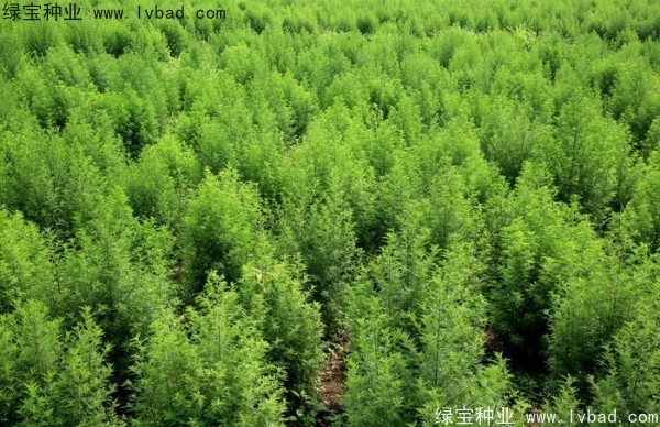 <a href='http://njszjj.com/yaocaizhongzi/2363.html' target='_blank'>青蒿種子</a>