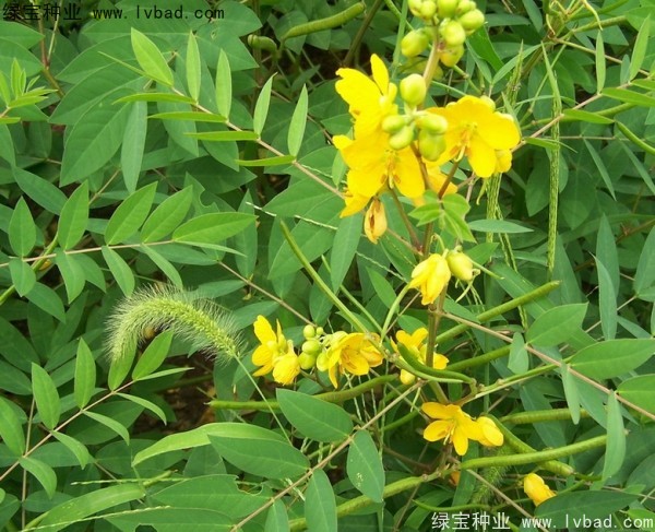 <a href='http://njszjj.com/yaocaizhongzi/2366.html' target='_blank'>蛇滅門種子</a>