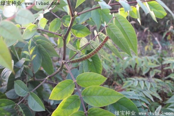 蛇滅門<a href='http://njszjj.com/' target='_blank'>種子</a>