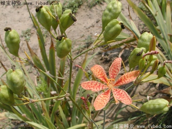 射干<a href='http://njszjj.com/' target='_blank'>種子</a>