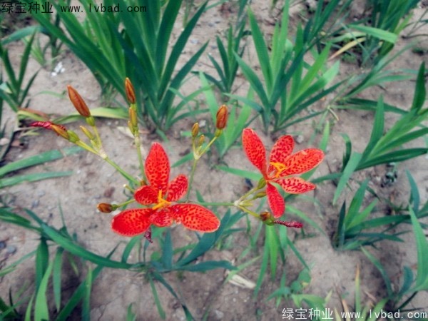 <a href='http://njszjj.com/yaocaizhongzi/2367.html' target='_blank'>射干種子</a>