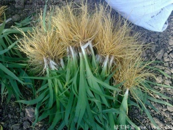 <a href='http://njszjj.com/yaocaizhongzi/2367.html' target='_blank'>射干</a><a href='http://njszjj.com/' target='_blank'>種子</a>