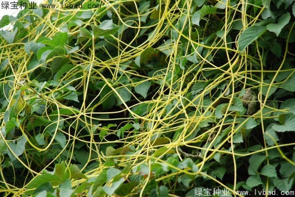 <a href='http://njszjj.com/yaocaizhongzi/2369.html' target='_blank'>菟絲子種子</a>