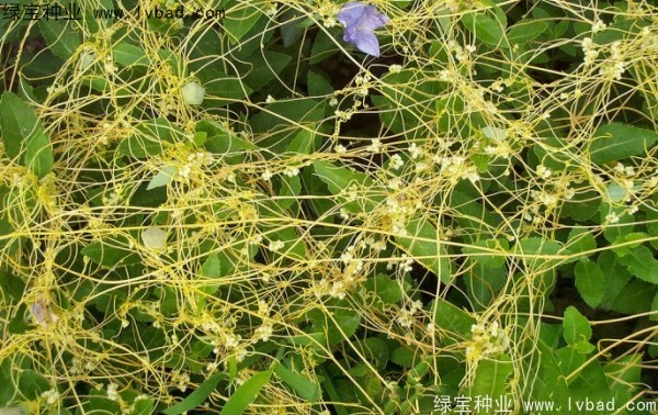 <a href='http://njszjj.com/yaocaizhongzi/2369.html' target='_blank'>菟絲子種子</a>