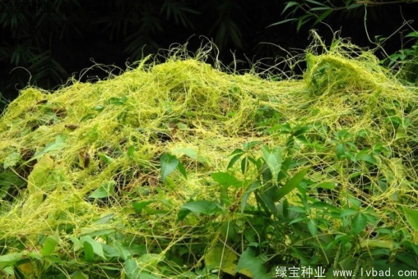 <a href='http://njszjj.com/yaocaizhongzi/2369.html' target='_blank'>菟絲子</a><a href='http://njszjj.com/' target='_blank'>種子</a>