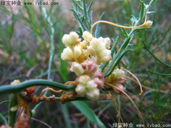 <a href='http://njszjj.com/yaocaizhongzi/2369.html' target='_blank'>菟絲子種子</a>