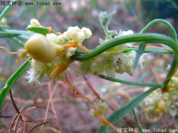 菟絲子<a href='http://njszjj.com/' target='_blank'>種子</a>