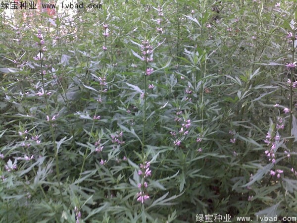 <a href='http://njszjj.com/yaocaizhongzi/2370.html' target='_blank'>益母草種子</a>