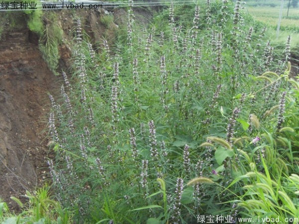益母草<a href='http://njszjj.com/' target='_blank'>種子</a>