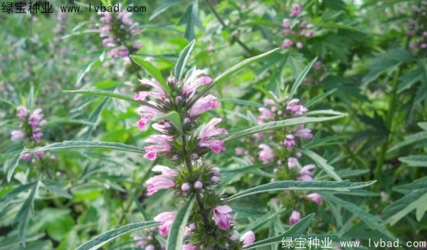 <a href='http://njszjj.com/yaocaizhongzi/2370.html' target='_blank'>益母草</a><a href='http://njszjj.com/' target='_blank'>種子</a>