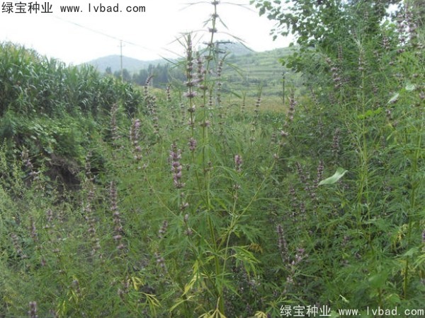 <a href='http://njszjj.com/yaocaizhongzi/2370.html' target='_blank'>益母草種子</a>