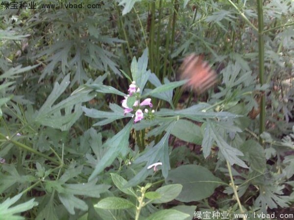 益母草<a href='http://njszjj.com/' target='_blank'>種子</a>