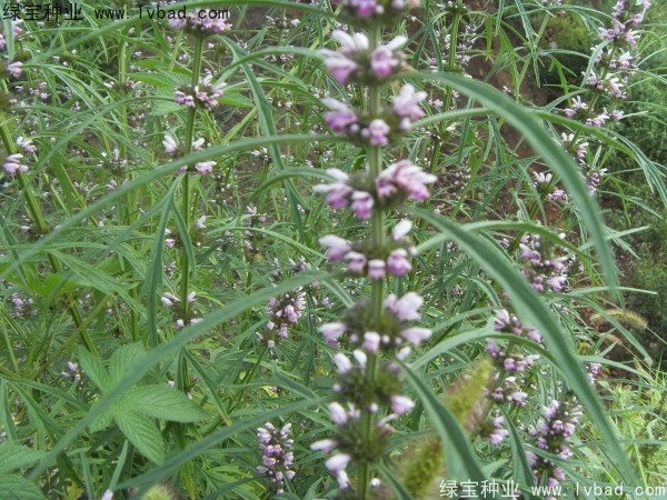 <a href='http://njszjj.com/yaocaizhongzi/2370.html' target='_blank'>益母草種子</a>