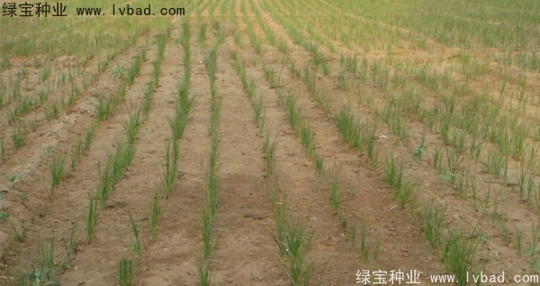 <a href='http://njszjj.com/yaocaizhongzi/2371.html' target='_blank'>知母種子</a>