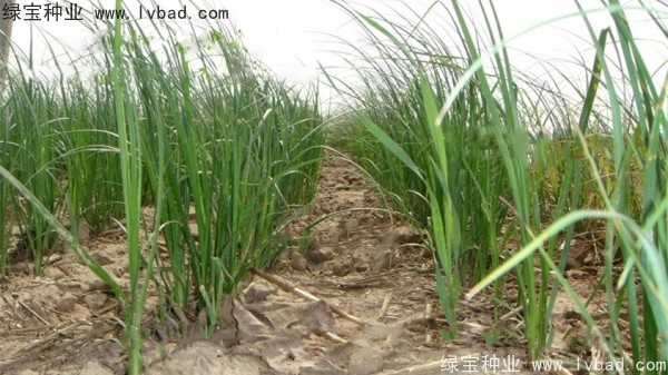<a href='http://njszjj.com/yaocaizhongzi/2371.html' target='_blank'>知母種子</a>