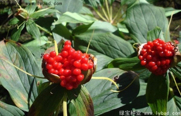 <a href='http://njszjj.com/yaocaizhongzi/2373.html' target='_blank'>重樓種子</a>