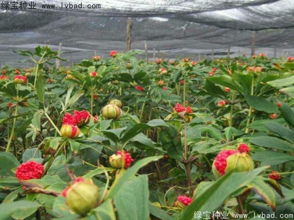 <a href='http://njszjj.com/yaocaizhongzi/2373.html' target='_blank'>重樓種子</a>