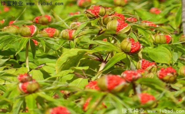 重樓<a href='http://njszjj.com/' target='_blank'>種子</a>