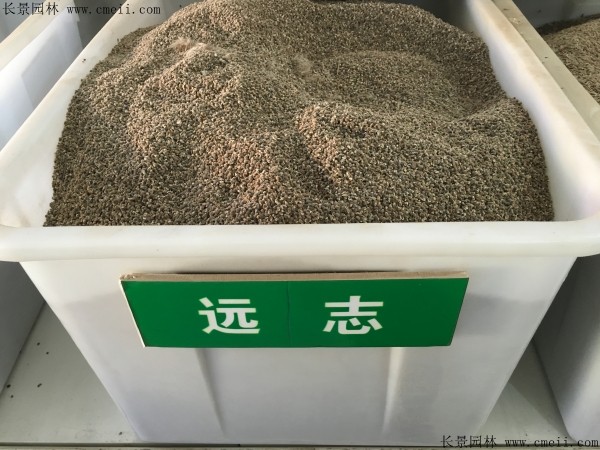 遠(yuǎn)志<a href='http://njszjj.com/' target='_blank'>種子</a>圖片