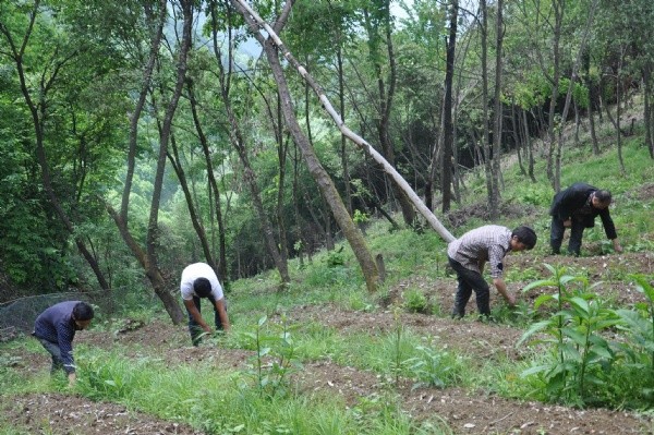 <a href='http://njszjj.com/yaocaizhongzi/2368.html' target='_blank'>天麻種子</a>發(fā)芽出苗圖片