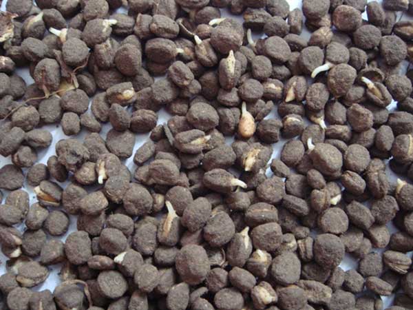 <a href='http://njszjj.com/yaocaizhongzi/2364.html' target='_blank'>人參種子</a>發(fā)芽出苗圖片