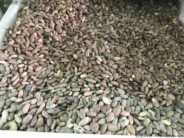 <a href='http://njszjj.com/yaocaizhongzi/2352.html' target='_blank'>瓜蔞種子</a>圖片