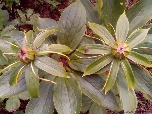 獨(dú)角蓮<a href='http://njszjj.com/' target='_blank'>種子</a>發(fā)芽出苗圖片