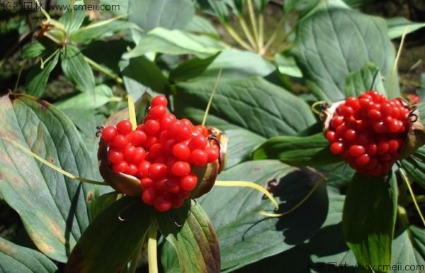 <a href='http://njszjj.com/yaocaizhongzi/2348.html' target='_blank'>獨(dú)角蓮種子</a>發(fā)芽出苗圖片
