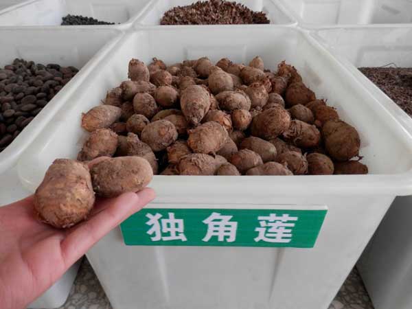 <a href='http://njszjj.com/yaocaizhongzi/2348.html' target='_blank'>獨(dú)角蓮</a>種球種根圖片