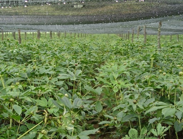 獨(dú)角蓮<a href='http://njszjj.com/' target='_blank'>種子</a>發(fā)芽出苗圖片