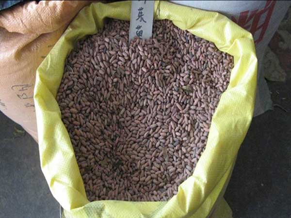 <a href='http://njszjj.com/yaocaizhongzi/2328.html' target='_blank'>山茱萸</a><a href='http://njszjj.com/' target='_blank'>種子</a>圖片