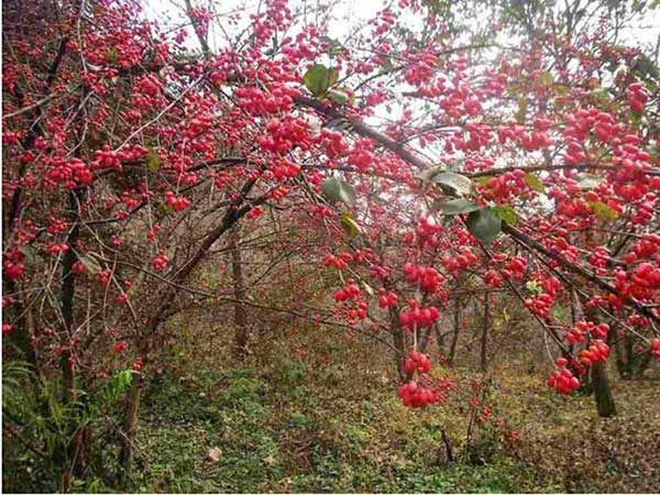 山茱萸<a href='http://njszjj.com/' target='_blank'>種子</a>圖片