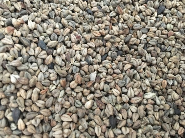 <a href='http://njszjj.com/yaocaizhongzi/2311.html' target='_blank'>蕎麥種子</a>圖片