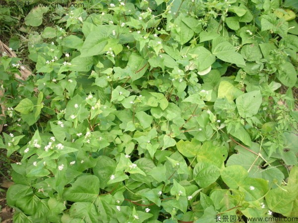<a href='http://njszjj.com/yaocaizhongzi/2311.html' target='_blank'>蕎麥種子</a>發(fā)芽出苗圖片
