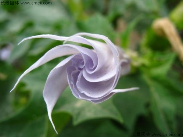 <a href='http://njszjj.com/yaocaizhongzi/2309.html' target='_blank'>曼陀羅</a><a href='http://njszjj.com/' target='_blank'>種子</a>發(fā)芽出苗開花圖片