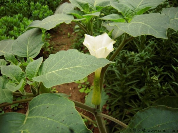 曼陀羅<a href='http://njszjj.com/' target='_blank'>種子</a>發(fā)芽出苗開花圖片