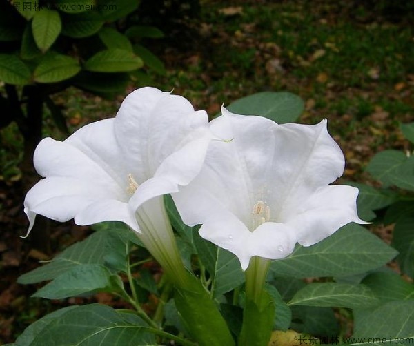 <a href='http://njszjj.com/yaocaizhongzi/2309.html' target='_blank'>曼陀羅種子</a>發(fā)芽出苗開花圖片