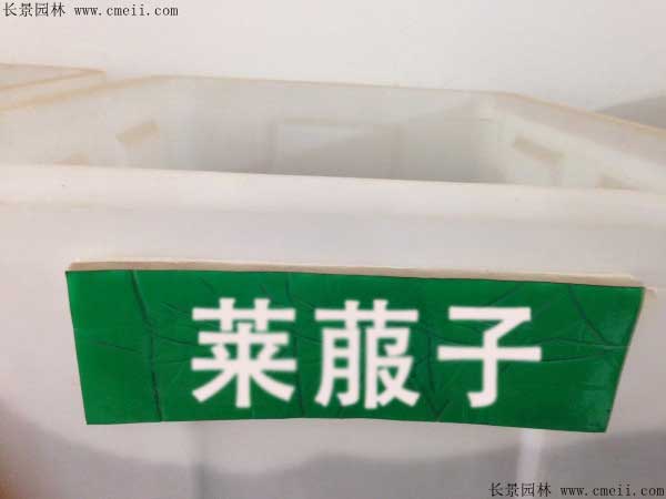 <a href='http://njszjj.com/yaocaizhongzi/2296.html' target='_blank'>萊菔子</a>圖片